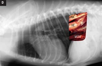 MARBELLA Atlas de radiologia toracica por razas caninas2