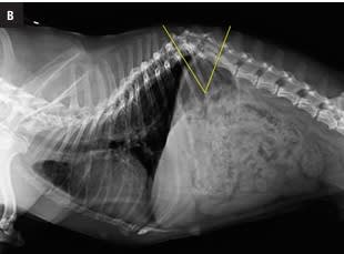 MARBELLA Atlas de radiologia toracica por razas caninas4