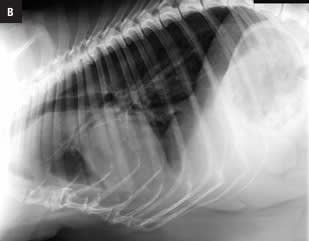 MARBELLA Atlas de radiologia toracica por razas caninas3