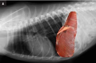 MARBELLA Atlas de radiologia toracica por razas caninas1