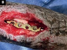 Manejo integral de las infecciones en ortopedia y traumatología en pequeños animales4