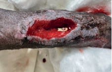 Manejo integral de las infecciones en ortopedia y traumatología en pequeños animales3