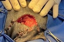 Manejo integral de las infecciones en ortopedia y traumatología en pequeños animales1