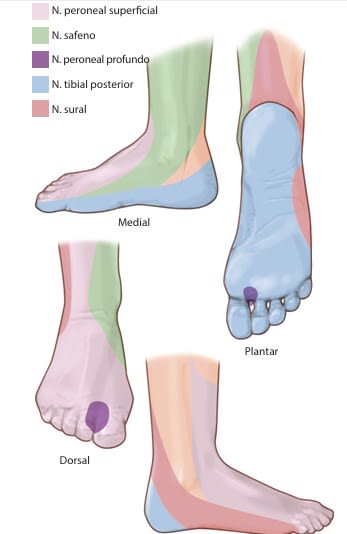 Miller Ortopedia en Medicina Deportiva. DeLee y Brez, 2 Vols. + Acceso Online2