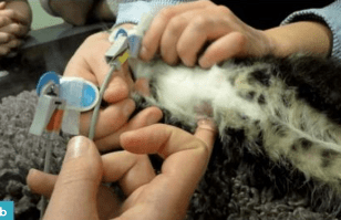 Novellas , Diagnostico ecografico en el gato2