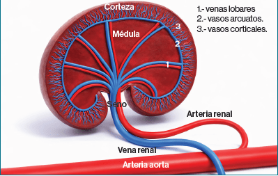Atlas clinico de ecografia doppler en pequeños animales3