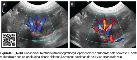 Atlas clinico de ecografia doppler en pequeños animales5