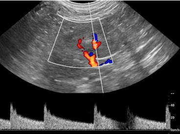 Atlas clinico de ecografia doppler en pequeños animales7