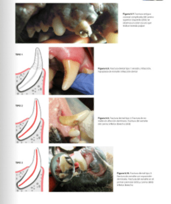 ODONTOLOGIA en el PERRO, GATO y EXOTICOS Whyte - San Román4