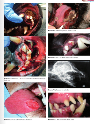 ODONTOLOGIA en el PERRO, GATO y EXOTICOS Whyte - San Román3
