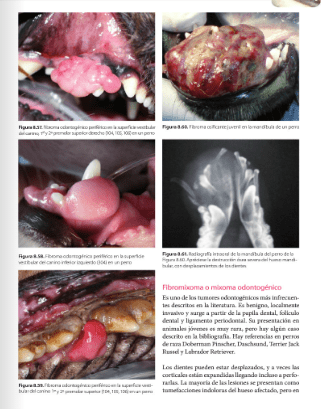 ODONTOLOGIA en el PERRO, GATO y EXOTICOS Whyte - San Román2