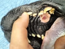 Oncologia practica para el clinico de Pequeños Animales 2a edición - Ruano4