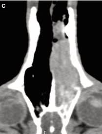 Oncologia practica para el clinico de Pequeños Animales 2a edición - Ruano3