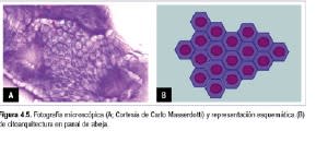 RESSEL Morfologia celular normal en citologia canina y felina2