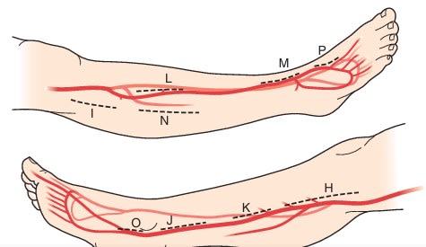 RUTHERFORD Cirugia Vascular y Terapia Endovascular 9° ed. Arterial - Sidawy5