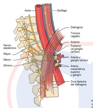 Rutherford. Cirugia vascular y Terapia Endovascular 9 Ed. Venoso3