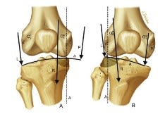 Sanchez Cartilago Articular4