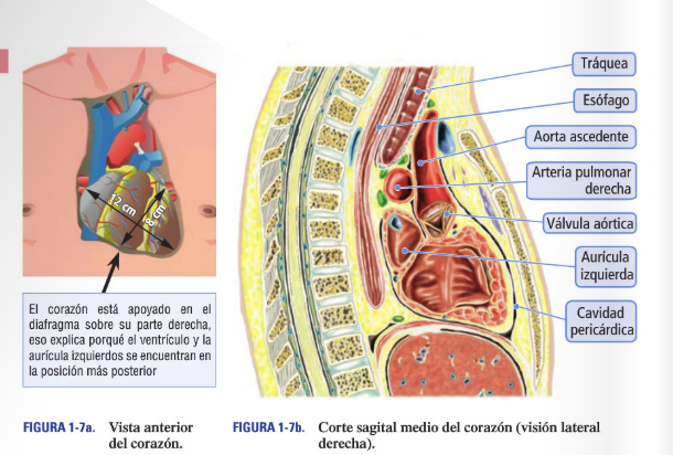 Velez ECG Handbook 4ª ed7