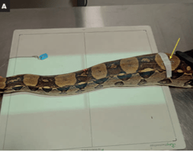 Abordaje diagnostico y terapeutico en nuevos animales de compañia Enrique Yarto4