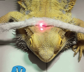 Abordaje diagnostico y terapeutico en nuevos animales de compañia Enrique Yarto3