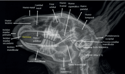 Abordaje diagnostico y terapeutico en nuevos animales de compañia Enrique Yarto2