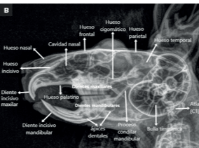 Abordaje diagnostico y terapeutico en nuevos animales de compañia Enrique Yarto1