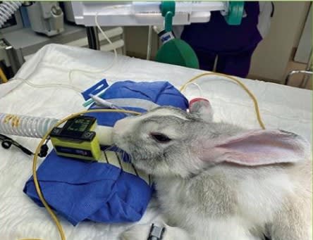 Urgencias y Cuidados Intensivos en nuevos animales de compañia4