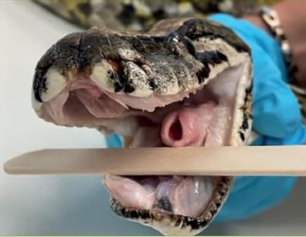 Urgencias y Cuidados Intensivos en nuevos animales de compañia3