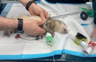 Urgencias y Cuidados Intensivos en nuevos animales de compañia2