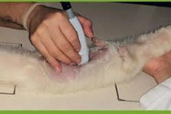 Urgencias y Cuidados Intensivos en nuevos animales de compañia1