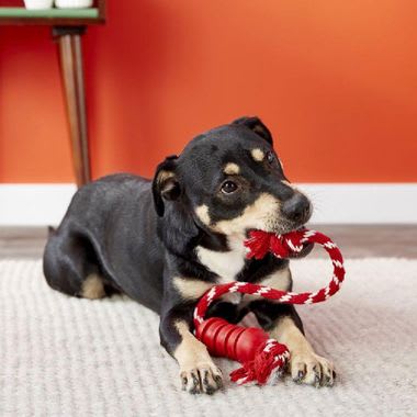 kong dental rope