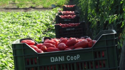 Passata pomodoro con albahaca, 680gr GUSTAROSSO Passata pomodoro con albahaca, 680gr GUSTAROSSO