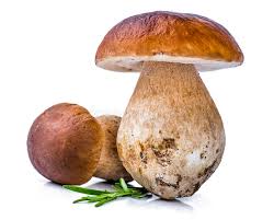 Funghi Porcini , secchi 15 gr 