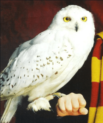 TAZÓN MUG HEDWIG HARRY POTTER