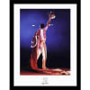 CUADRO DE COLECCIÓN FREDDIE MERCURY ROYAL1