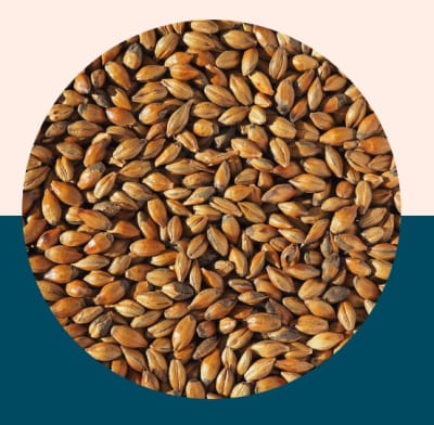 Brown Malt - Crisp Malt1