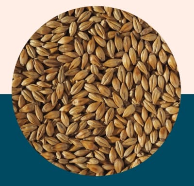 Cara Gold Malt - Crisp Malt1
