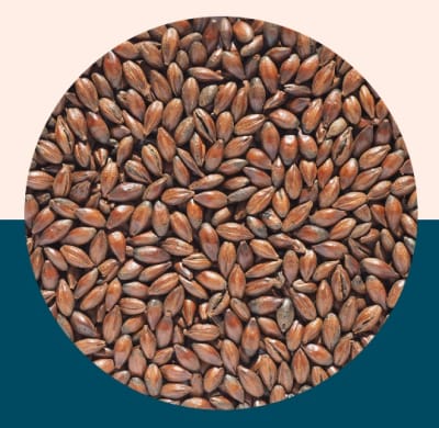 Chocolate Malt - Crisp Malt1