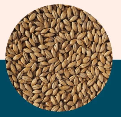 Clear Choice Pale Malt - Crisp Malt1