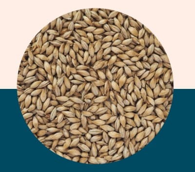 German Pilsen Malt - Crisp Malt1