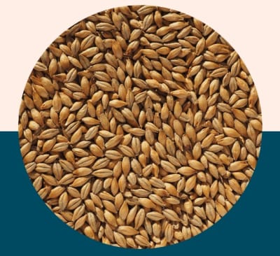 Finest Maris Otter Ale Malt - Crisp Malt1