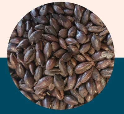 Roast Barley - Crisp Malt1