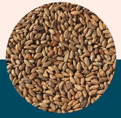 Rye Malt - Crisp Malt1
