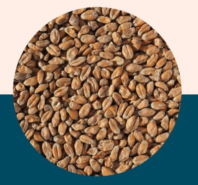 Wheat Malt - Crisp Malt1
