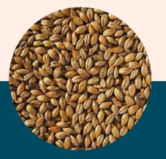 Amber Malt (Biscuit) - Crisp Malt