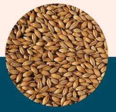 Best Ale - Crisp Malt