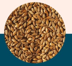 Cara Malt - Crisp Malt
