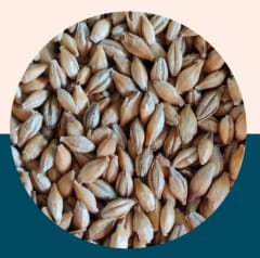 Chit Malt - Crisp Malt