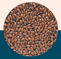 Chocolate Malt - Crisp Malt