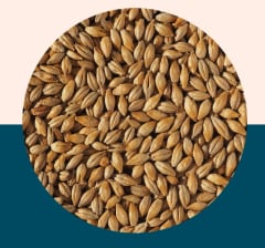 Dextrin Malt - Crisp Malt